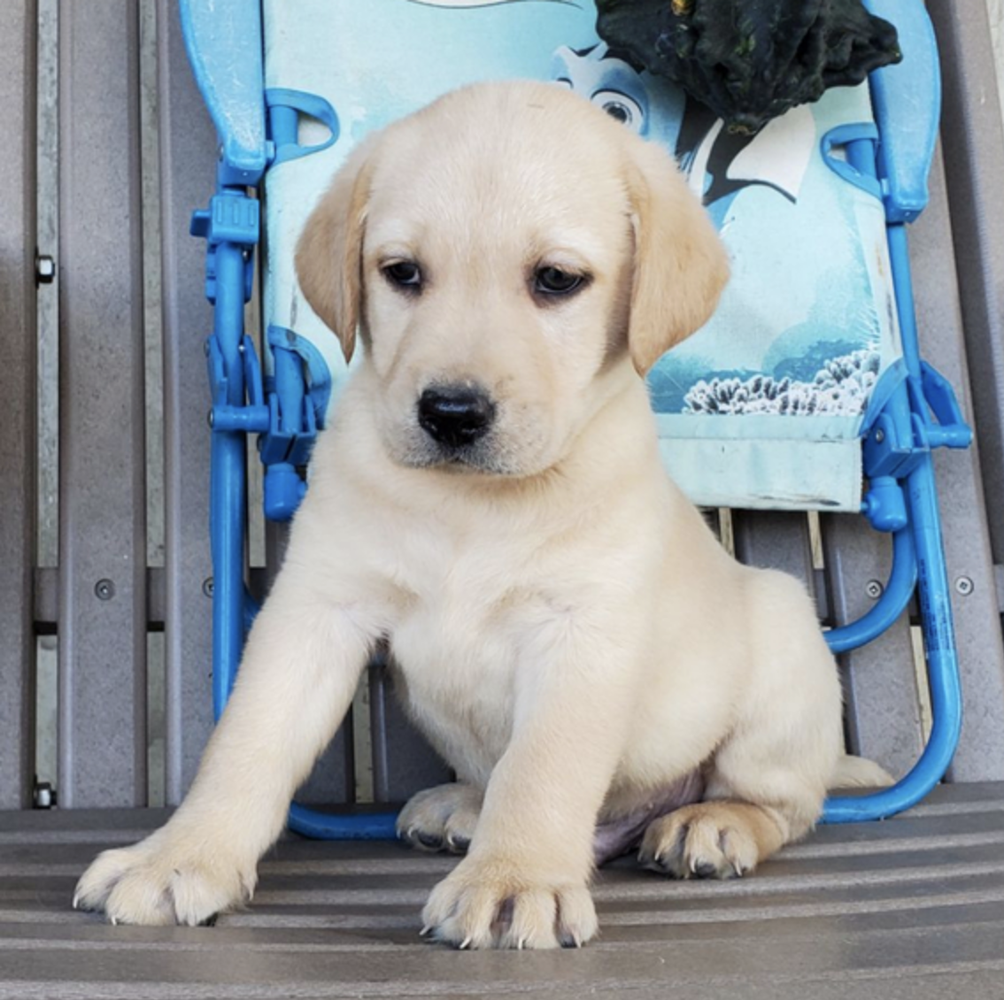comprar cachorros sanos, baratos y asequibles para la venta